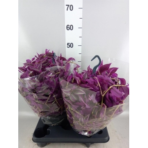 Tradescantia zebr. 'Pink Paradise'