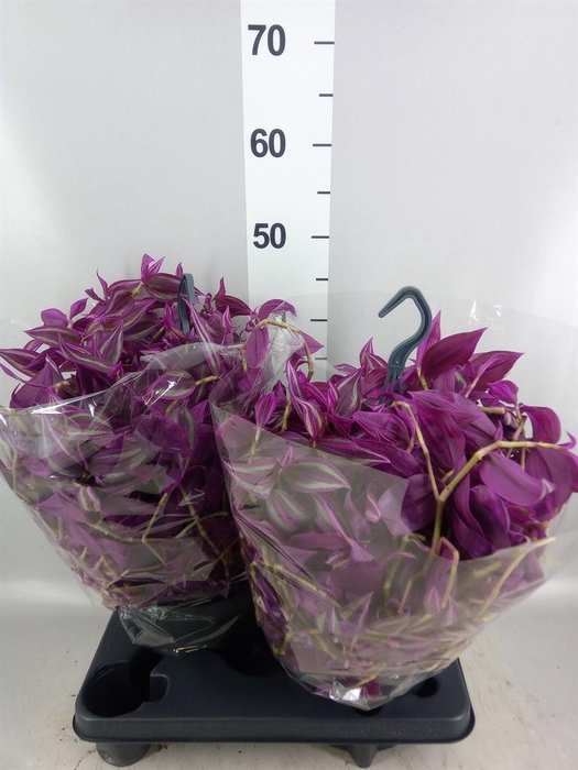 <h4>Tradescantia zebr. 'Pink Paradise'</h4>