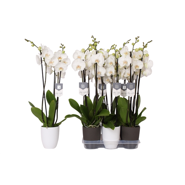 <h4>Phalaenopsis White World, 3-spike White and Anthracite Ceramics</h4>