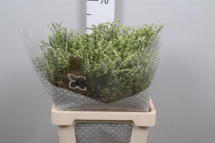 <h4>Lim Sin China Lemon</h4>