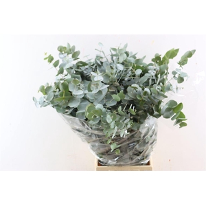 Euca Cinerea 200gr P Bunch