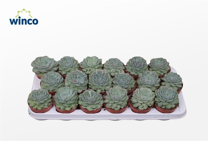 <h4>Echeveria Haylina</h4>