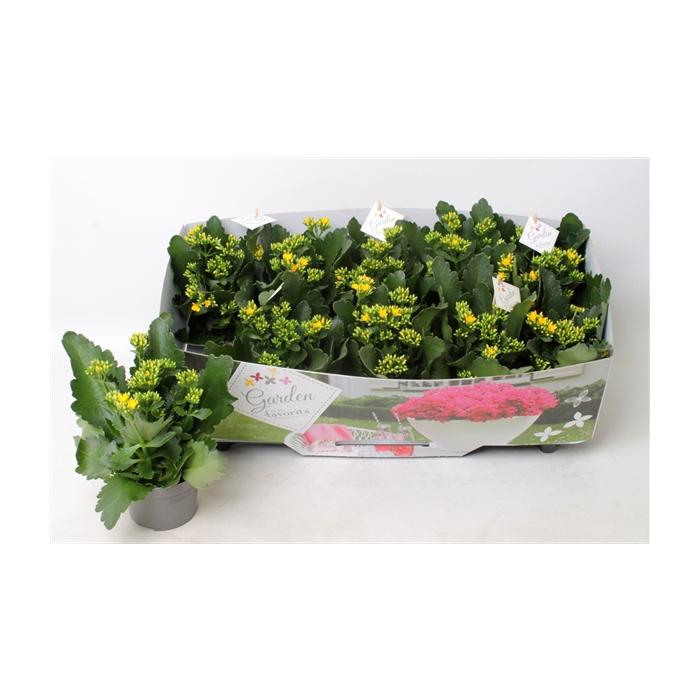<h4>Kalanchoe garden favorita yellow</h4>