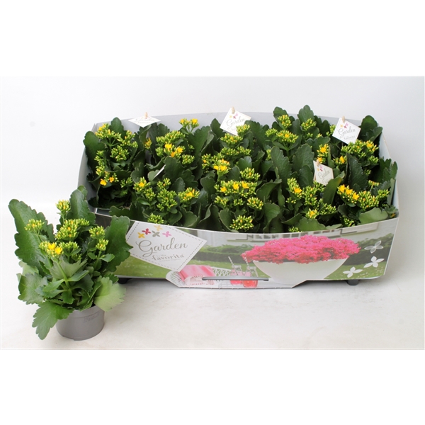 Kalanchoe garden favorita yellow
