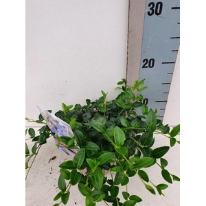 Vinca Minor