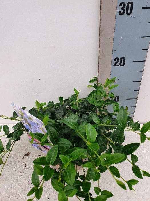 <h4>Vinca Minor</h4>