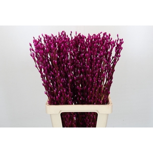 Salix Caprea Snow Flake P. Cerise