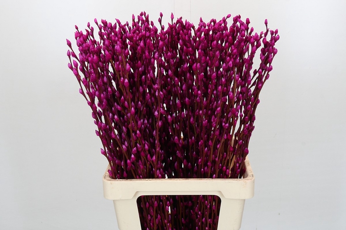 <h4>Salix Caprea Snow Flake P. Cerise</h4>