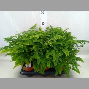 Adiantum raddi. 'Fritz-Luthi'