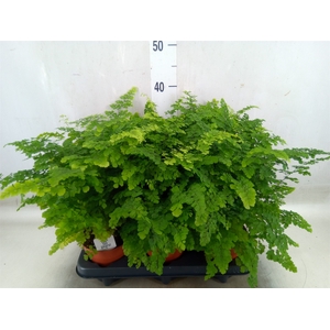 Adiantum raddi. 'Fritz-Luthi'