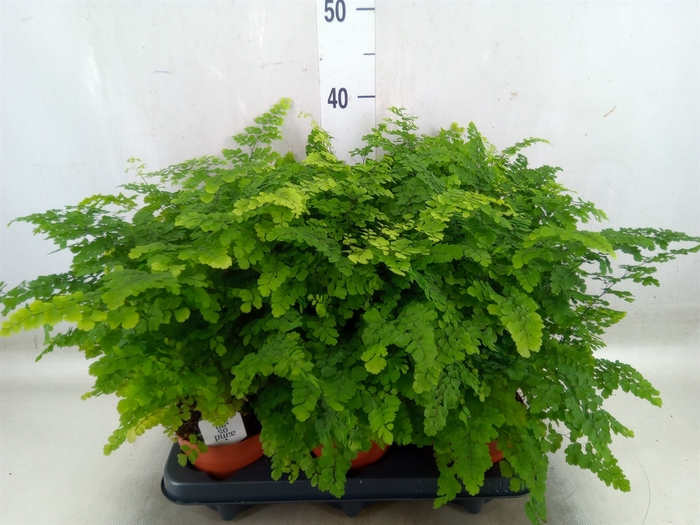 <h4>Adiantum raddi. 'Fritz-Luthi'</h4>
