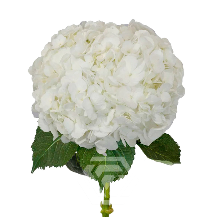<h4>HYDR JUMBO WHITE</h4>