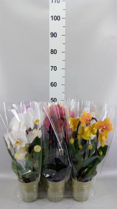 <h4>Phalaenopsis  'Elegant Cascade'</h4>