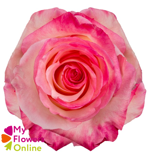 <h4>R Gr Boulevard@ Pink 60cm EC</h4>