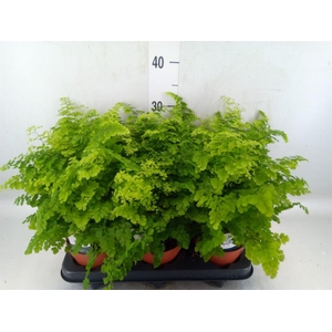 Adiantum raddi. 'Fritz-Luthi'