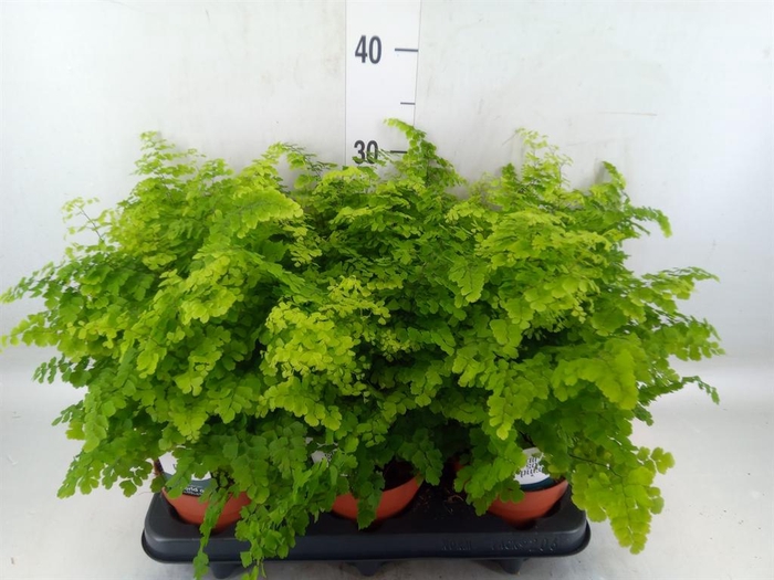 Adiantum raddi. 'Fritz-Luthi'