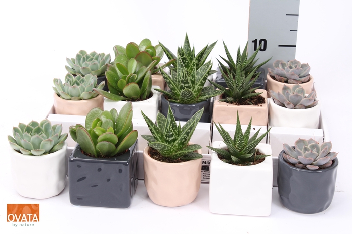 <h4>SUCC GEM 5 SRT</h4>