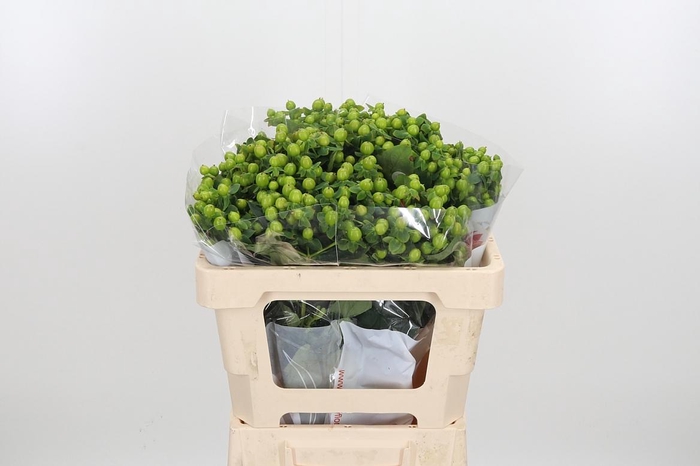 <h4>Hyp Mag Green</h4>