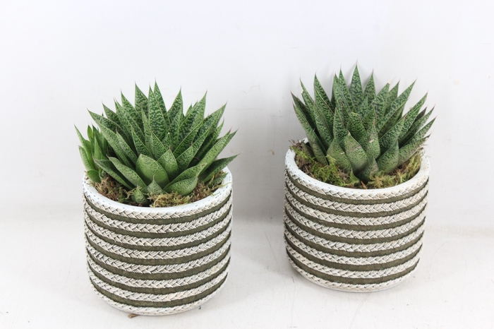 <h4>arr3 SN - Ker. touwpot haworthia</h4>