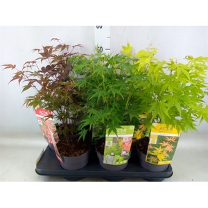 Acer palmatum