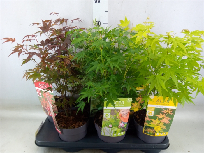 <h4>Acer palmatum</h4>