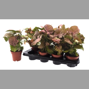 SYNG PODOPHYLLUM