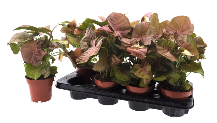 <h4>SYNG PODOPHYLLUM</h4>