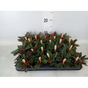 Peperomia caperata 'Rosso'