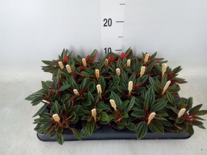 <h4>Peperomia caperata 'Rosso'</h4>