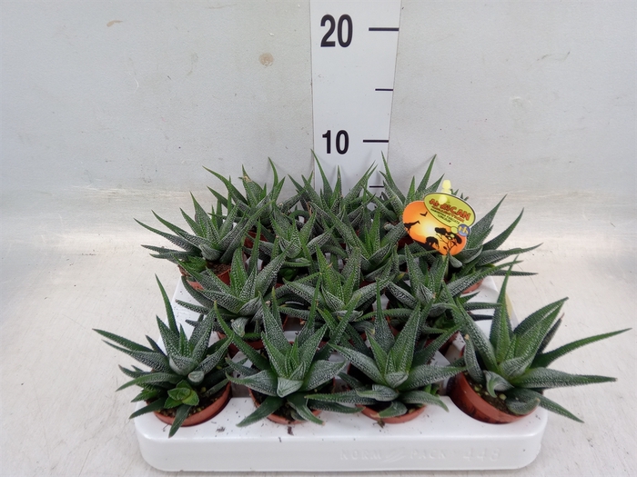 <h4>Haworthia fasciala 'Concolor'</h4>