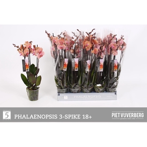 PHAL OV ORANJE