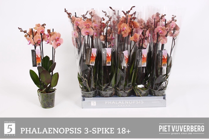 <h4>PHAL OV ORANJE</h4>