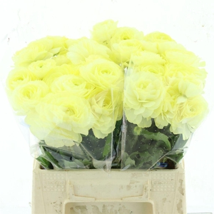 Ran Nat Moderna Limoncello