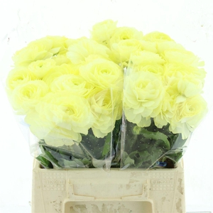 Ran Nat Moderna Limoncello