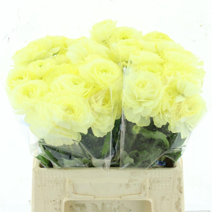 <h4>Ran Nat Moderna Limoncello</h4>