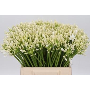 Agapanthus EYFORI White