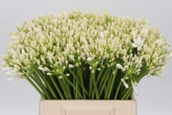<h4>Agapanthus EYFORI White</h4>