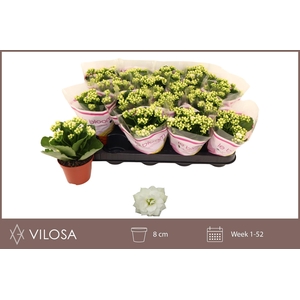 KALAN CALAN WHITES WHITE P8