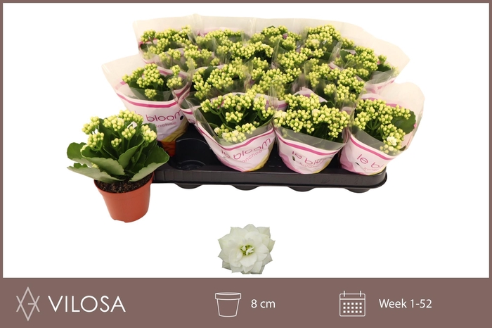 <h4>KALAN CALAN WHITES WHITE P8</h4>