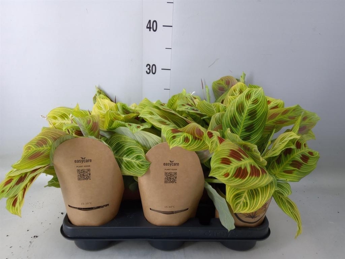 <h4>Maranta leuc.   ...</h4>