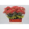Nutans Ayoba Pink