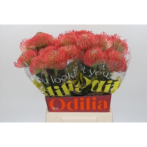 Nutans Ayoba Pink