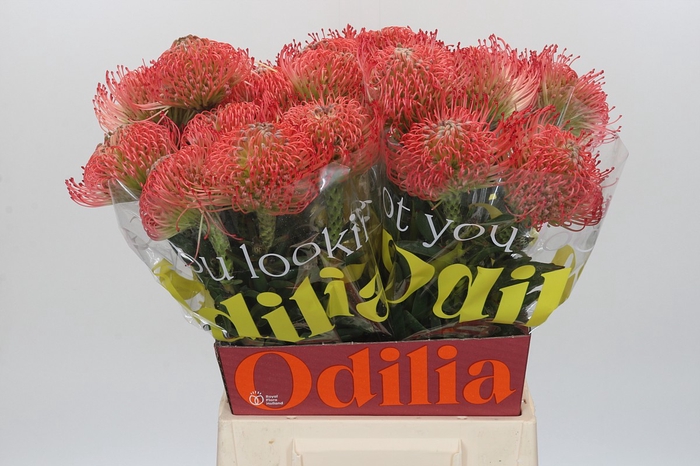 <h4>Nutans Ayoba Pink</h4>