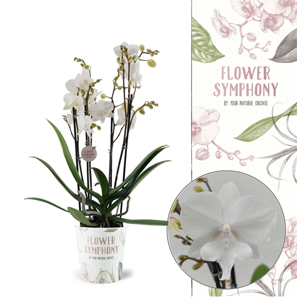 <h4>Flower Symphony | Manta Similan | Phalaenopsis 4 spike</h4>