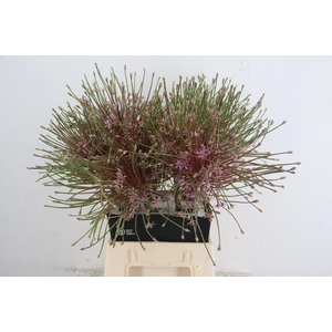 ALLIUM SCHUBERTII