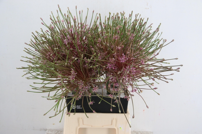 <h4>ALLIUM SCHUBERTII</h4>