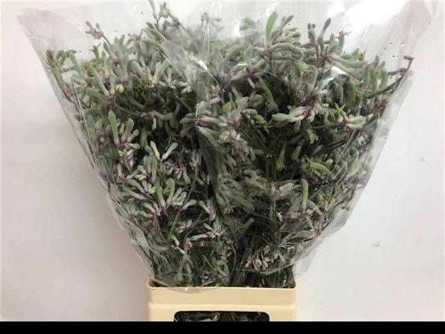<h4>ANIGOZ LILAC QUEEN</h4>