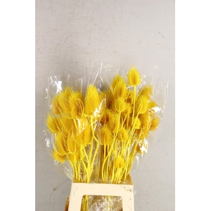 DF Dipsacus Yellow Bs 130g
