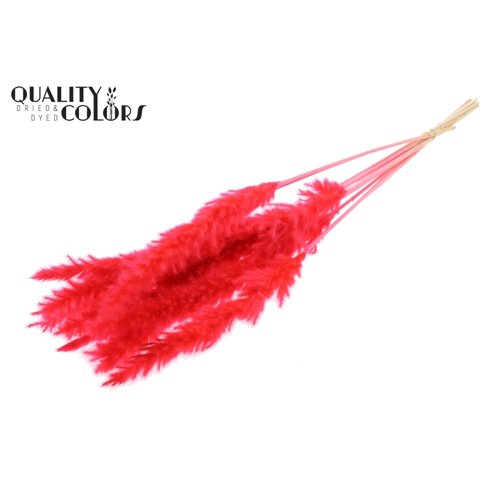 <h4>Fluffy Pampas 10pc/bunch Bleached Coral</h4>