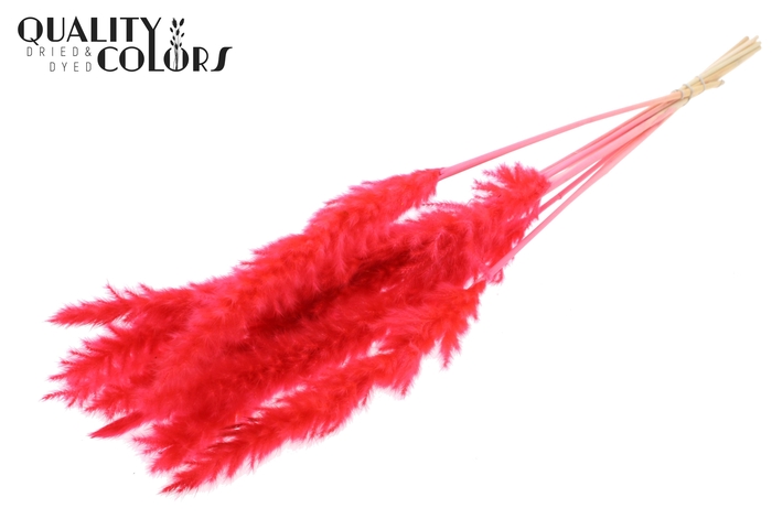 Fluffy Pampas 10pc/bunch Bleached Coral